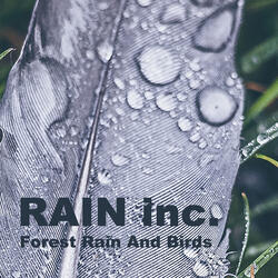 Forest Rain And Birds