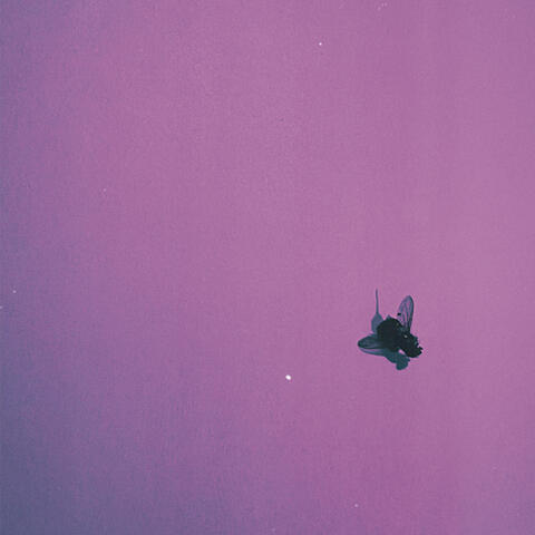 flyonthewall