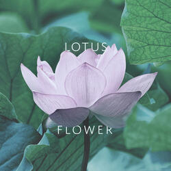 Beautiful Lotus Flower