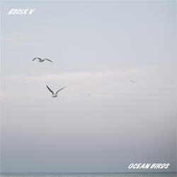 Ocean Birds