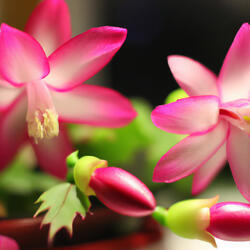 Blossoming Traditions New year
