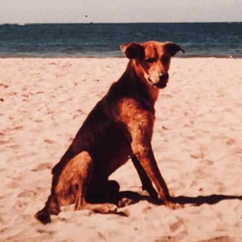 Le chien sans nom
