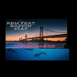 Sharks in the bay