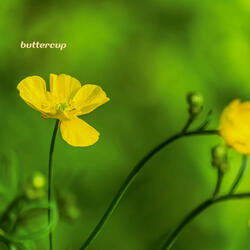 buttercup