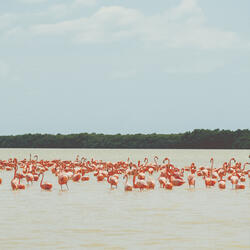 Flamingo Beach Noise