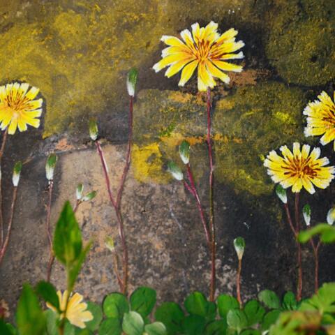 꽃은 햇살아래 Flower Under the Sunshine