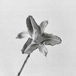 Daylily