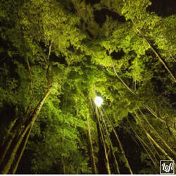 Midnight Garden