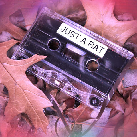 Just a Rat