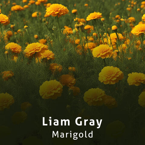 Marigold