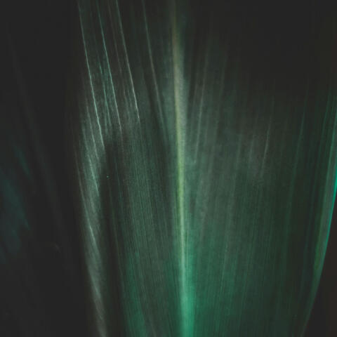 Forest Frequencies