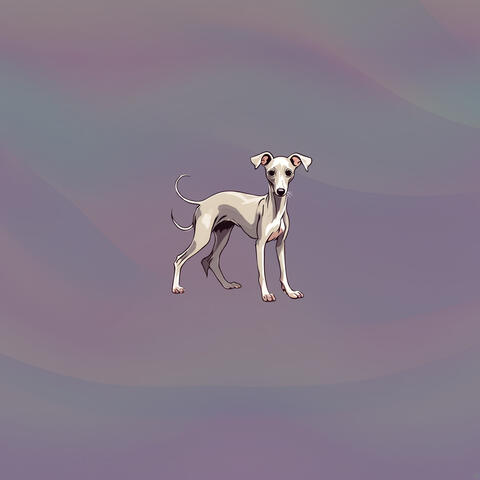 Italian Greyhound