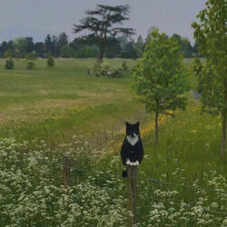melancholy