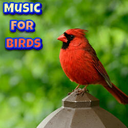 Bird Sleeping Music