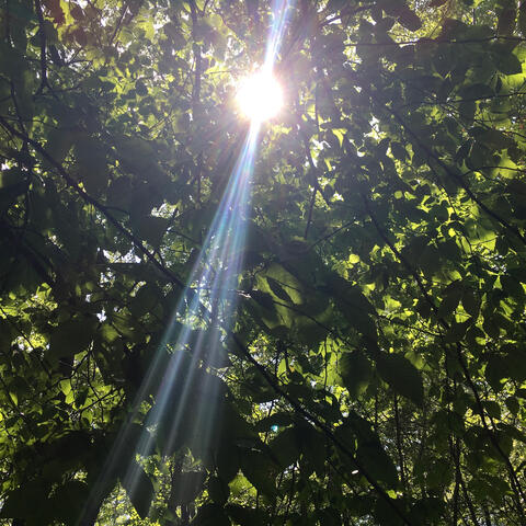 Forest Rising