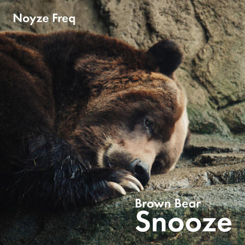 Brown Bear Snooze