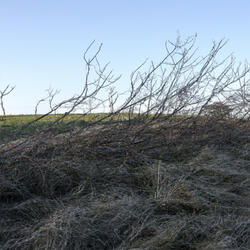 Scrubland