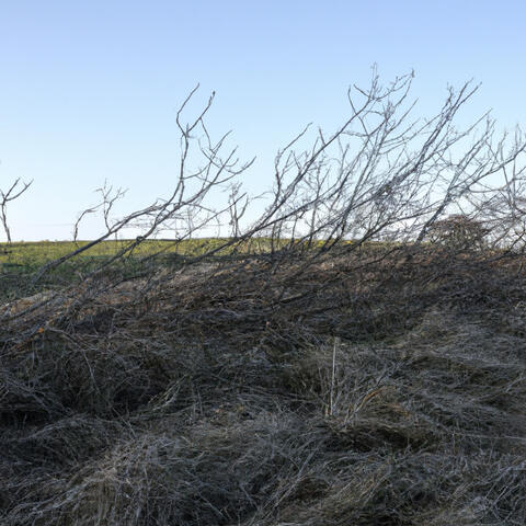 Scrubland