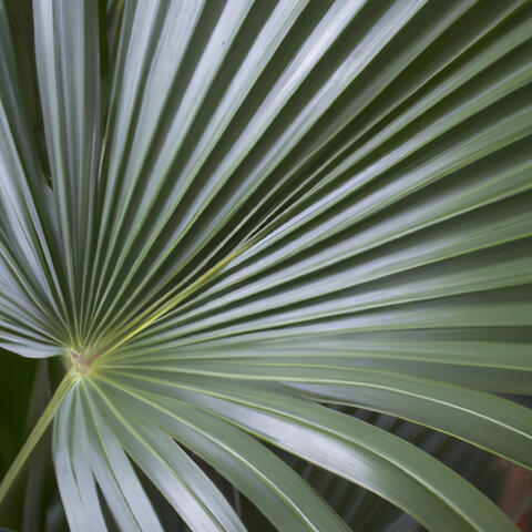 Tropical