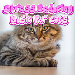 Music To Calm Your Kitten
