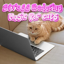 Kittengy Treats