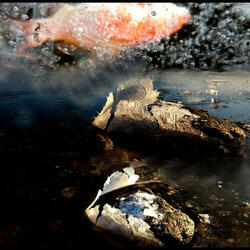 Opera AI (Blob Opera in the studio)