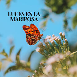 Luces en la Mariposa