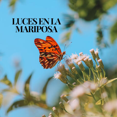 Luces en la Mariposa