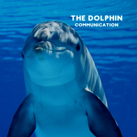 The Dolphin Communication