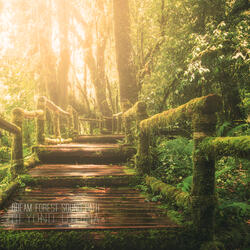 Dream Forest Sound Bath