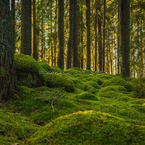 Swedish Ambience