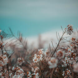Flower Day - Hwang Jin Yi (Piano Version)