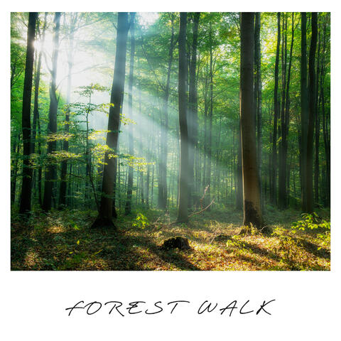 Forest Walk