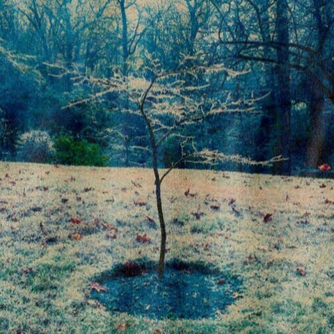 Fog Lake