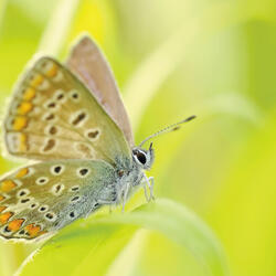 Liebe is mich einbedeuten