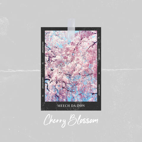 Cherry Blossom