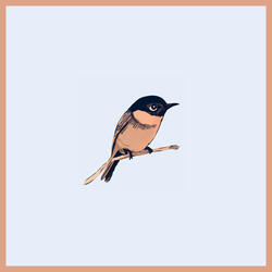 Fly Free