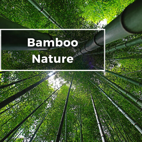 Bamboo Ambience Nature Flute