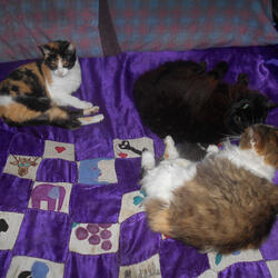 Hasta el Último Latido