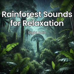 Evening in Rainforest