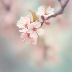 Tranquility in Bloom