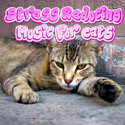 Soft Music for Cats