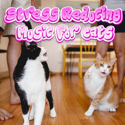 For Your Cat