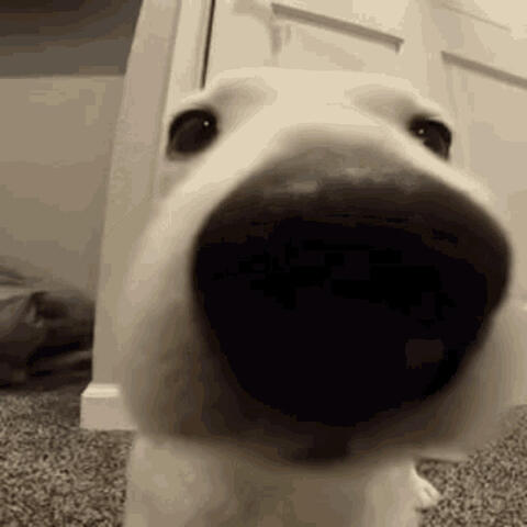 one hour of what the dog doin broken by occasional silence
