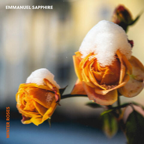 Winter Roses