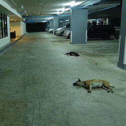 Dance with Me to Love