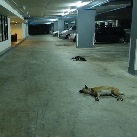 King Colossus: Dancing Through the Dead Dogs