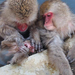 I Can't Understand What You Are Saying