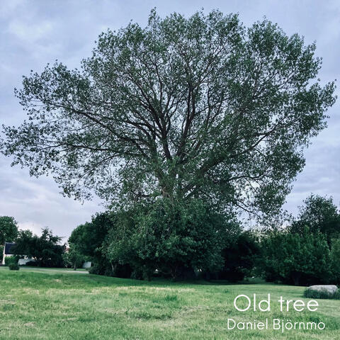 Old tree