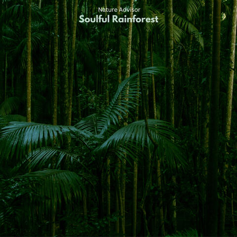 Soulful Rainforest